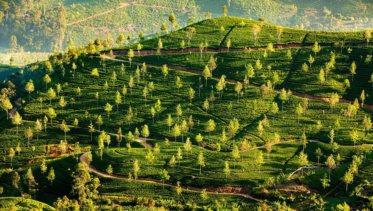Plantación de té, Sri Lanka