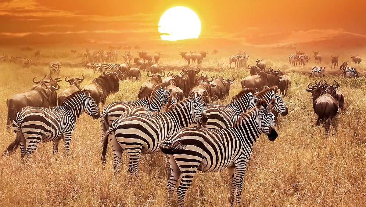 Cebras en el Parque Nacional Serengeti, Tanzania. Viaje sostenible Lonely Planet