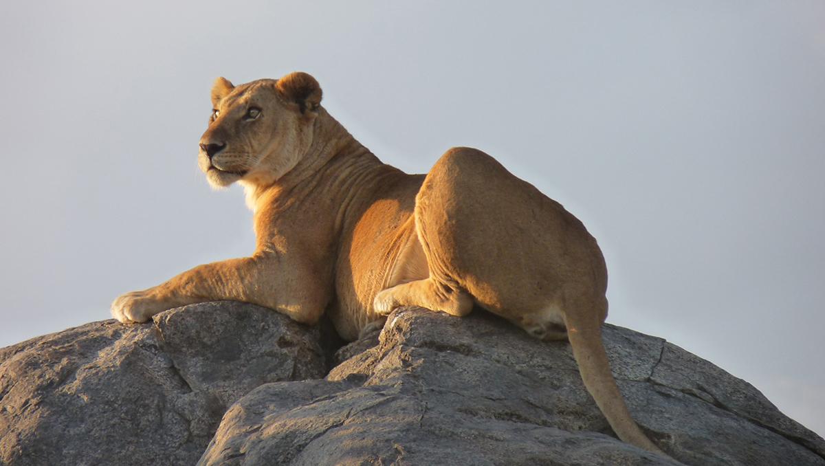 Parque Nacional del Serengueti, Tanzania