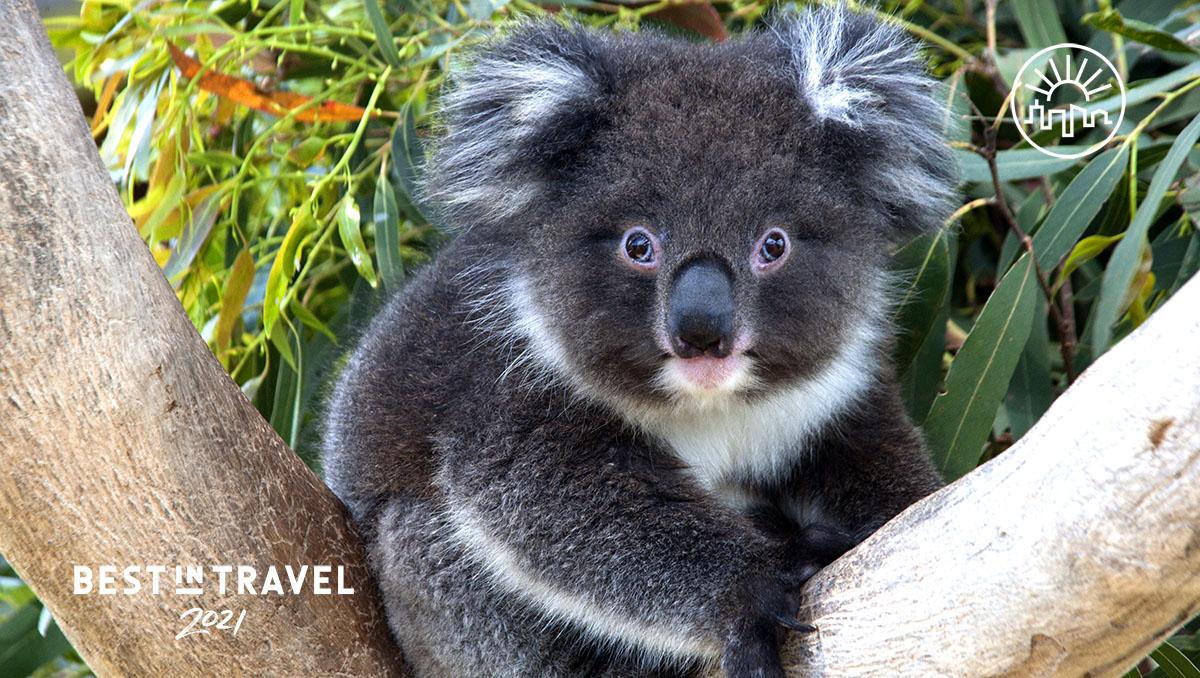 Turismo sostenible: miles de koalas han perdido el 80% de su hábitat en Australia