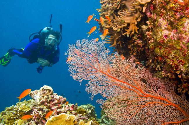 Gran Barrera de Coral, Queensland, Australia