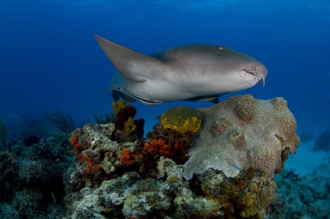 Andros Reef, Bahamas