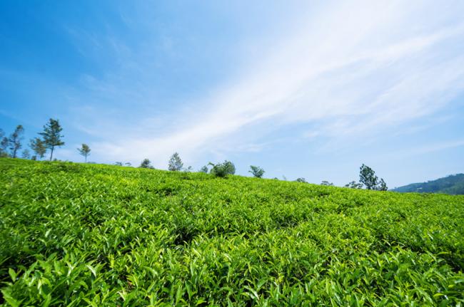 Plantaciones de té en Srimangal, Bangladés
