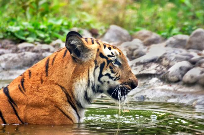 Tigre de Bengala, Parque Nacional Sundarbans, Bangladés