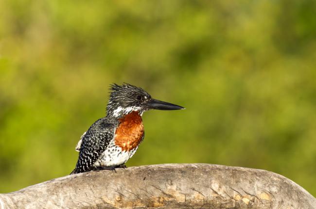 Observación de aves, Botsuana