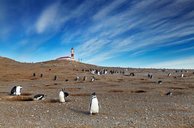 Isla Magdalena, Monumento Natural Los Pingüinos, Chile