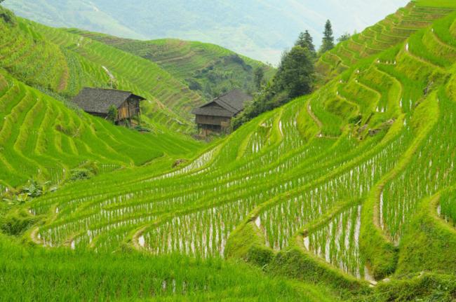 Bancales de arroz del Espinazo del Dragón, China