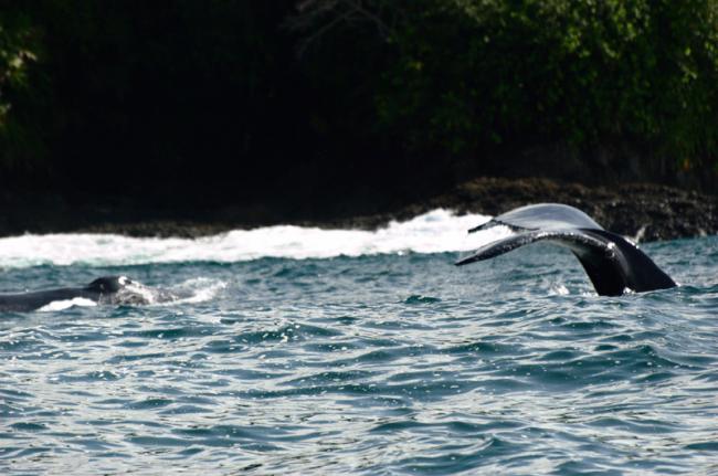Observación de ballenas, Parque Nacional Natural Ensenada de Utría, Colombia
