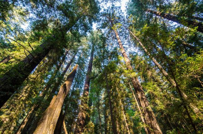 Bosques de secuoyas, Humboldt Redwoods State Park, California, Estados Unidos