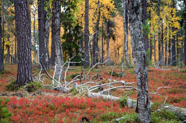 Parque Nacional de Urho Kekkonen, Laponia, Finlandia