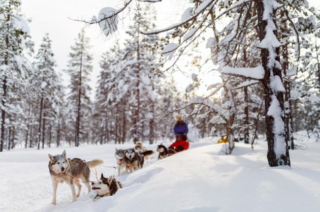 Trineo de perros, Laponia, Finlandia