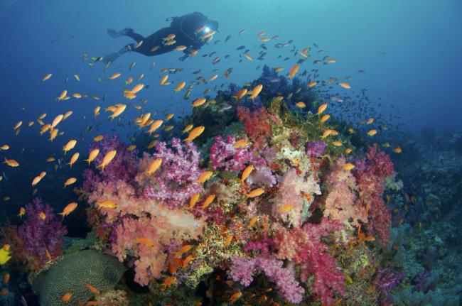 Submarinismo en Fiyi