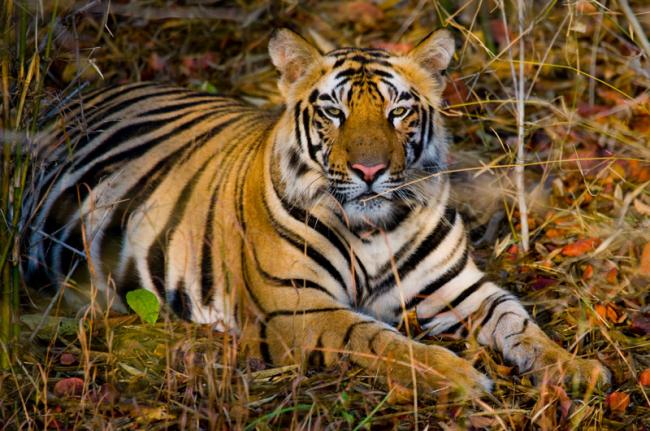 Tigre, Parque Nacional de Bandhavgarh, India