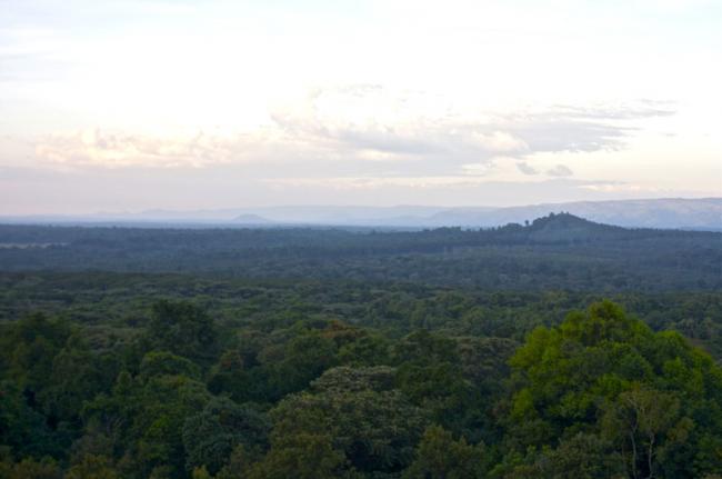 Bosque de Kakamega, Kenia