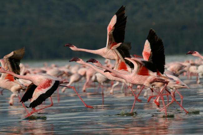 Parque Nacional del Lago Nakuru, Kenia
