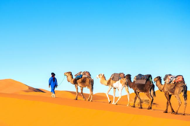 Paseo en camello por el Sáhara, Marruecos