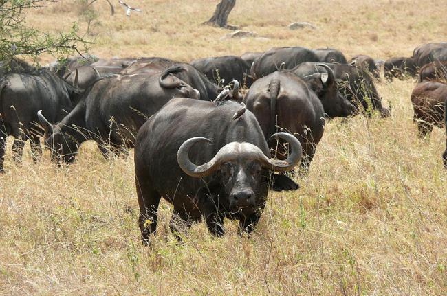 Búfalos africanos, Nigeria