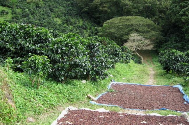 Cultivo del café en Boquete, Panamá