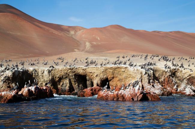 Islas Ballestas, Perú