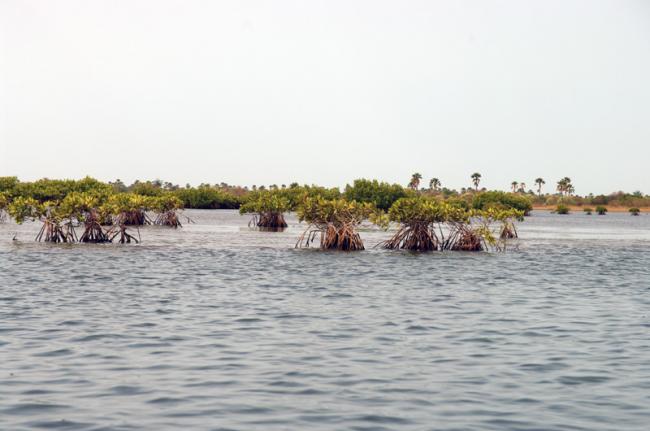 Delta del Siné-Saloum, Senegal