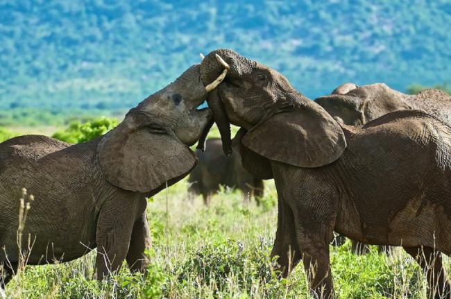 Elefantes en el Parque Nacional de Ruaha, Tanzania