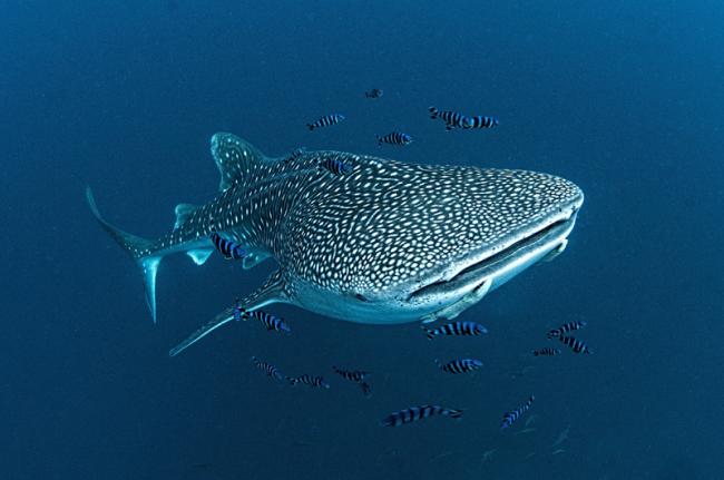 Tiburón ballena, Yibuti