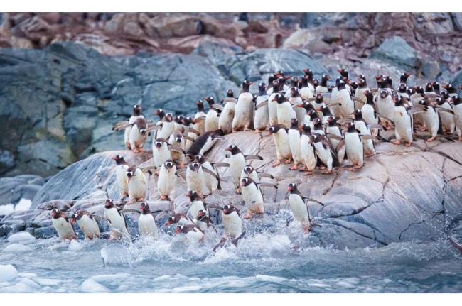 Pingüinos gentú, Isla Cuverville, Antártida