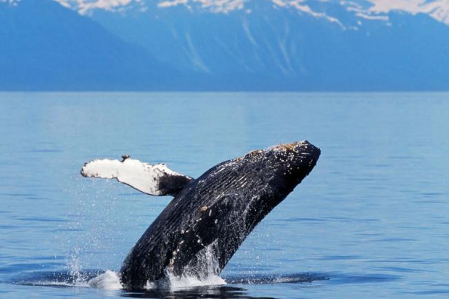 Avistar ballenas en el sureste de Alaska, EE UU