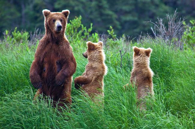 Observación de osos en el Brooks Camp, Parque Nacional y Reserva de Katmai, Alaska, EE UU