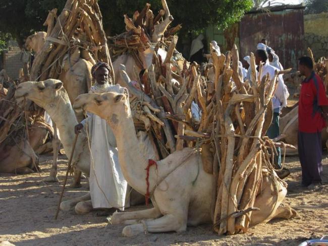 Mercado de camellos de Keren, Eritrea.
