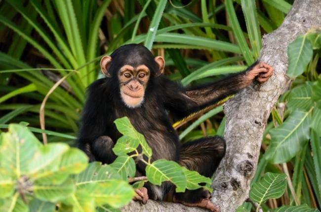 Rehabilitación de chimpancés, Gambia