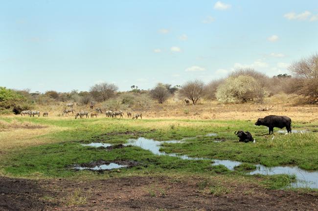 Meru National Park, Kenia