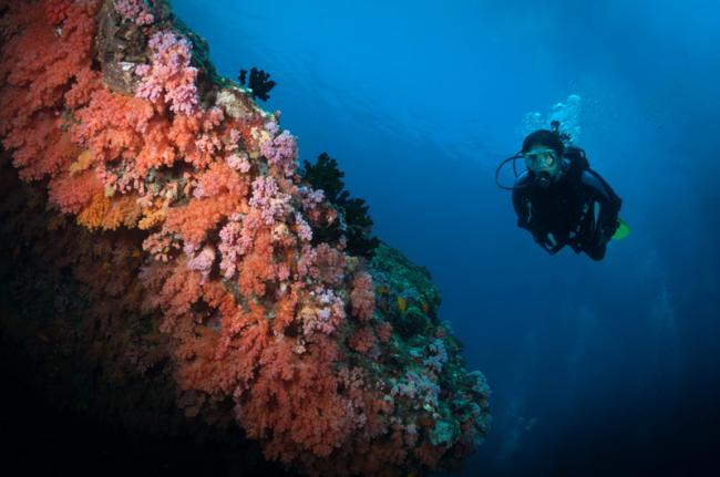 Aprender submarinismo, Maldivas