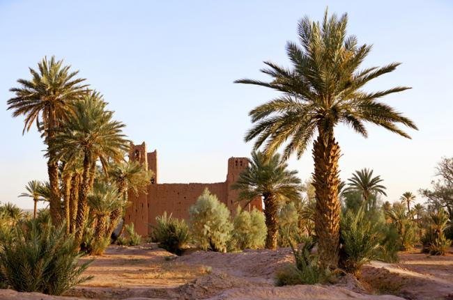 Palmeral de Skura, Marruecos