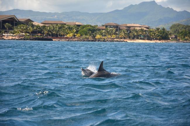 Delfines, Mauricio