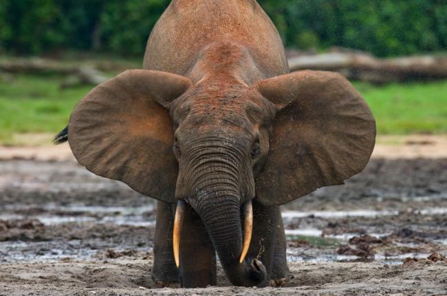 Elefante bebiendo agua en el Parque Nacional de Dzanga-Sangha, RCA
