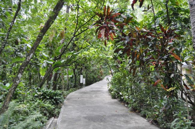 Bosque Pluvial, Santa Lucia