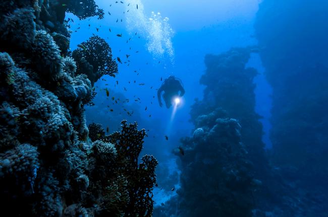 Submarinismo y buceo con tubo en Tonga