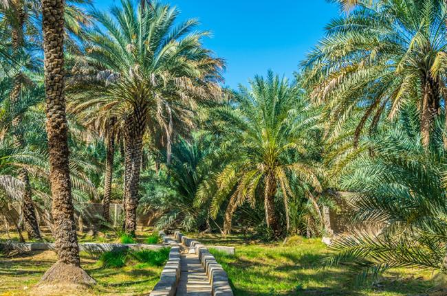 Oasis de Al Ain, Emiratos Árabes Unidos