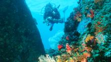 Submarinismo en la isla de Mahé, Seychelles