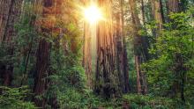 Bosque de secuoyas de la Costa Norte, California, EE UU