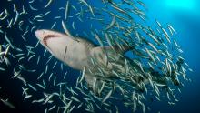Tiburón blanco de arena, Carolina de Norte, EE UU