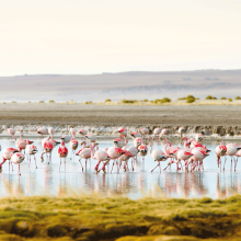 Flamencos en el lago. 