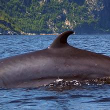 Ballena enana (Balaenoptera acutorostrata)