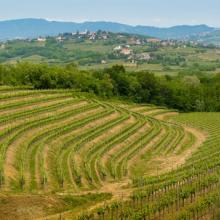 Viñedos en las colinas de Collio, Friuli, Italia