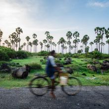 La belleza de los campos de Palmyrah en Jaffna