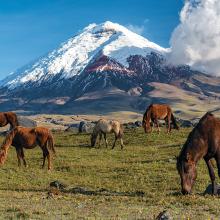 Wild Horse Cotopaxi National Park Ecuador