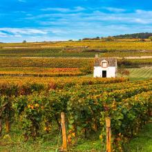 Viñedos en Burgundy, Francia