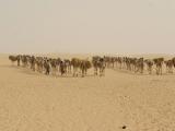 Desierto del Sáhara, Mauritania