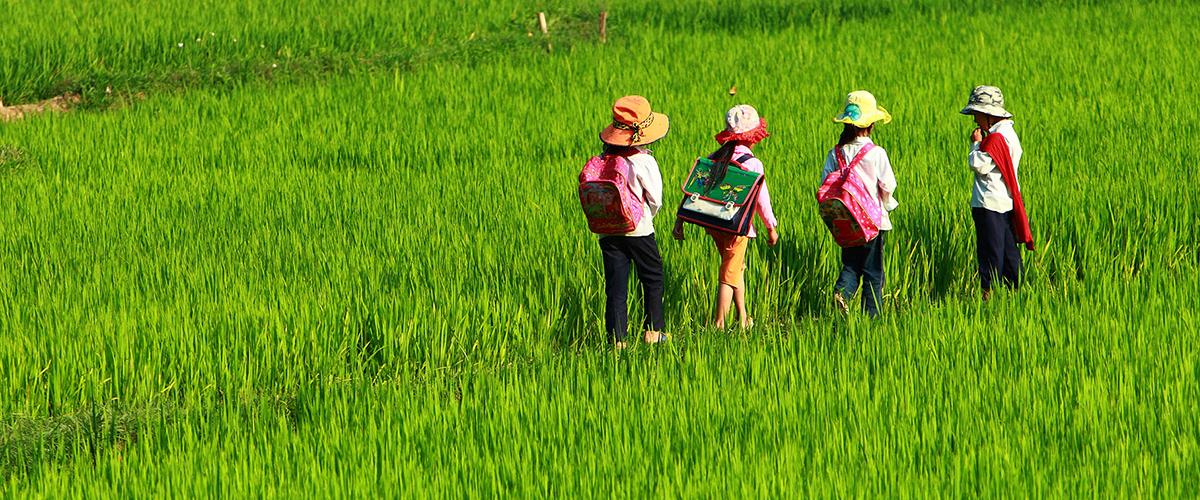 Niños cruzando arrozales en Vietnam